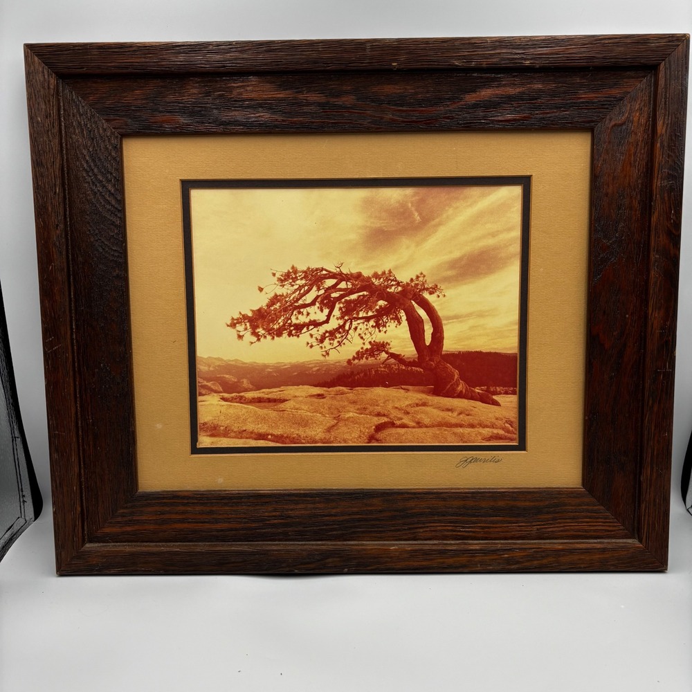 Vtg John Gavrilis Yosemite Jeffrey Pine Signed Original Photograph Framed Art